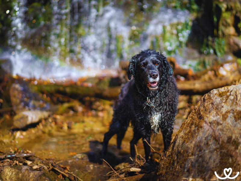 Plemeno-curly-coated-retrivr (6)